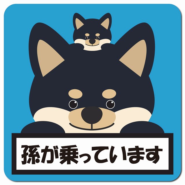 孫が乗っています 祖父母と孫 黒柴 ブルー 車用 マグネット 13x13cm 正方形