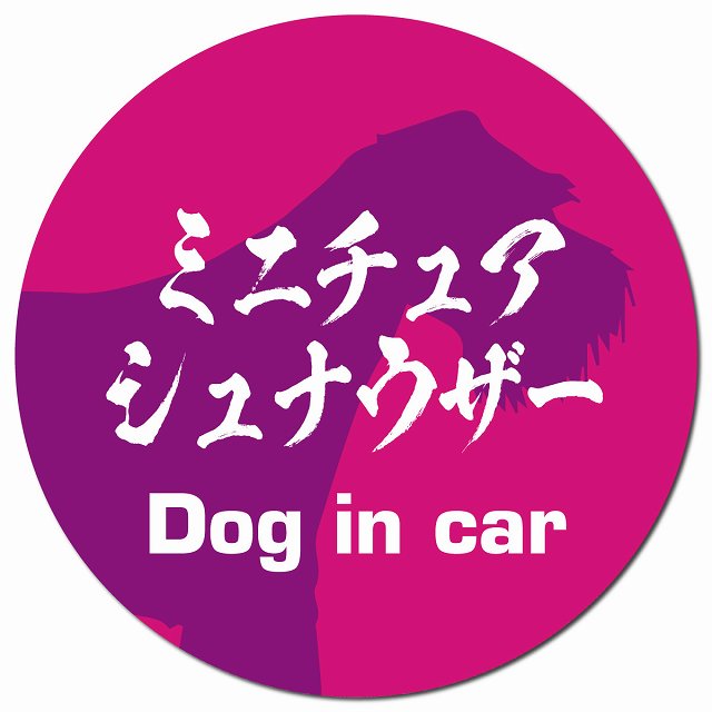 Dog in car ミニチュアシュナウザー 毛筆書体 ピンクパープル マグネット 車用 直径13cm 丸型 カーマグネット 表示プレート