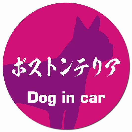 Dog in car ボストンテリア 毛筆書体 ピンクパープル マグネット 車用 直径13cm 丸型 カーマグネット 表示プレート