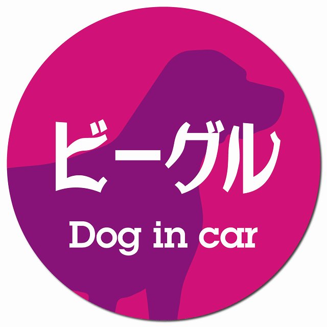 Dog in car ビーグル レトロ書体 ピンクパープル マグネット 車用 直径13cm 丸型 カーマグネット 表示プレート