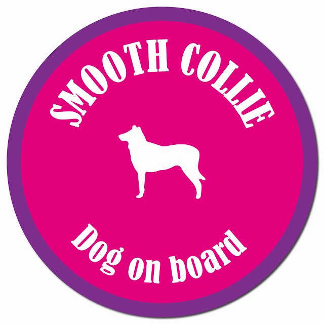 カラフル Dog on board スムースコリー ピンク&パープル マグネット 車用 直径13cm 丸型 カーマグネット