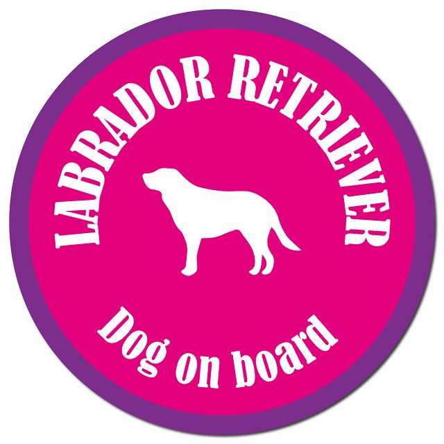 カラフル Dog on board ラブラドールレトリバー ピンク&パープル マグネット 車用 直径13cm 丸型 カーマグネット