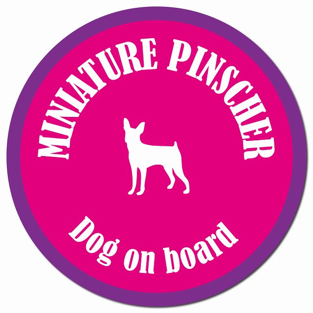 カラフル Dog on board ミニチュアピンシャー ピンク&パープル マグネット 車用 直径13cm 丸型 カーマグネット