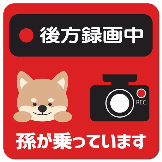 孫が乗っています 後方録画中 いぬ レッド 車用 マグネット 13x13cm 正方形