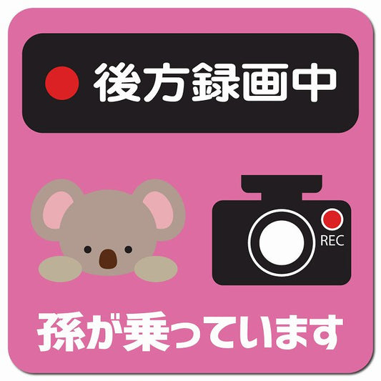 孫が乗っています 後方録画中 こあら ピンク 車用 マグネット 13x13cm 正方形