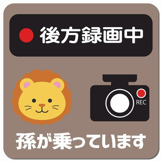 孫が乗っています 後方録画中 らいおん グレーベージュ 車用 マグネット 13x13cm 正方形