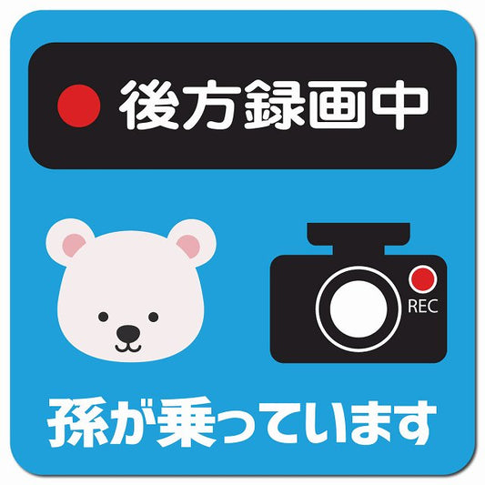 孫が乗っています 後方録画中 しろくま ライトブルー 車用 マグネット 13x13cm 正方形