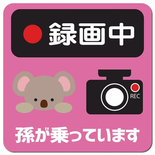 孫が乗っています 録画中 こあら ピンク 車用 マグネット 13x13cm 正方形