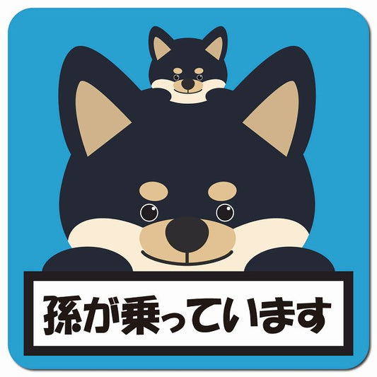 孫が乗っています 祖父母と孫 黒柴 ブルー 車用 マグネット 13x13cm 正方形