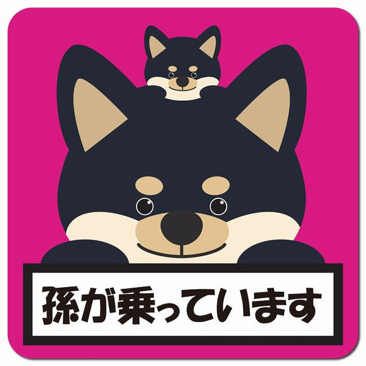 孫が乗っています 祖父母と孫 黒柴 ピンク 車用 マグネット 13x13cm 正方形