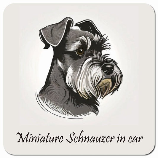 Dog in Car イラスト付 ミニチュアシュナウザー Bタイプ 車用 マグネット 13x13cm 正方形 カーマグネット 表示プレート