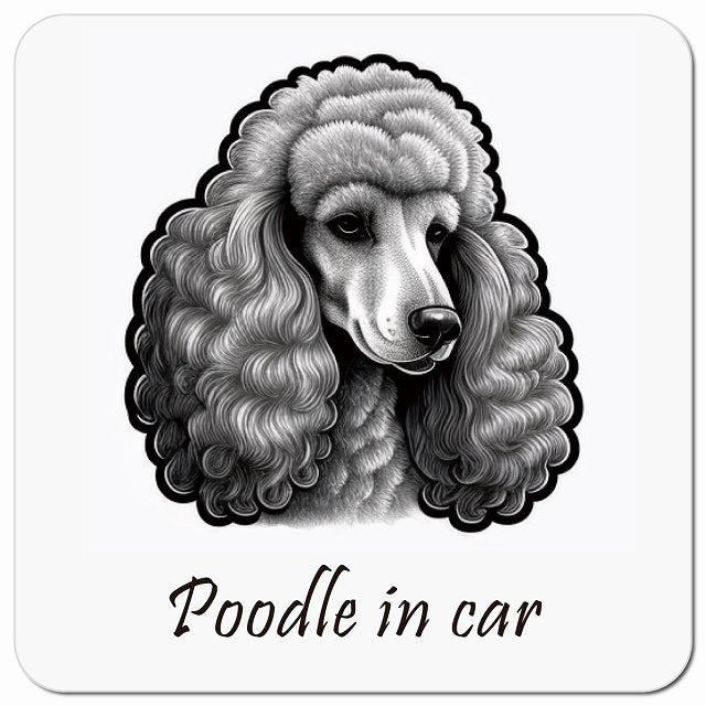 Dog in Car イラスト付 プードル Bタイプ 車用 マグネット 13x13cm 正方形 カーマグネット 表示プレート