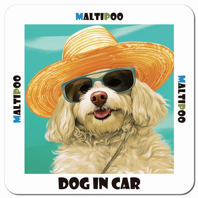 Dog in car 海 麦わら帽子 サングラス Maltipoo マルプー車用 マグネット 13x13cm 正方形 カーマグネット 表示プレート
