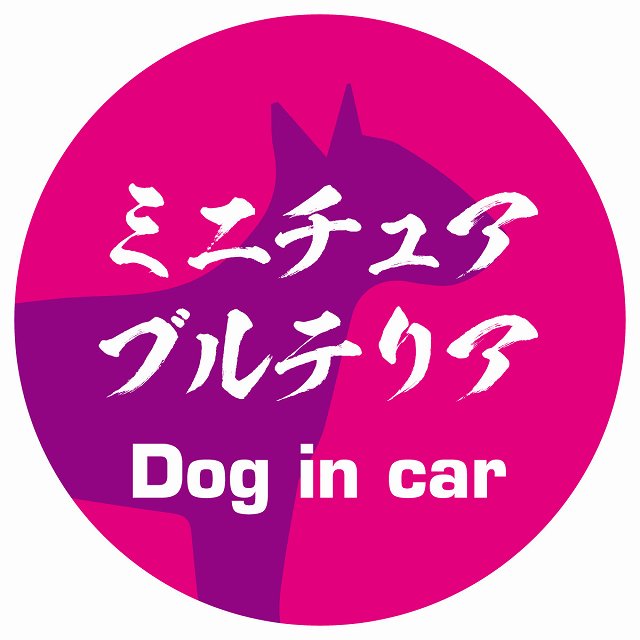 Dog in car ミニチュアブルテリア 毛筆書体 ピンクパープル ステッカー 直径10cm 丸型 シール カーステッカー