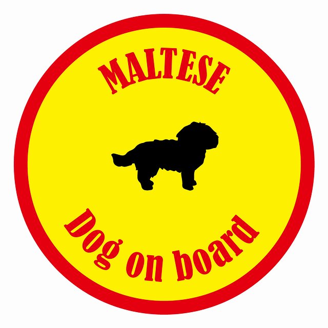 Dog on board カラフル マルチーズ イエロー＆レッド 直径13cm 丸型 シール カーステッカー
