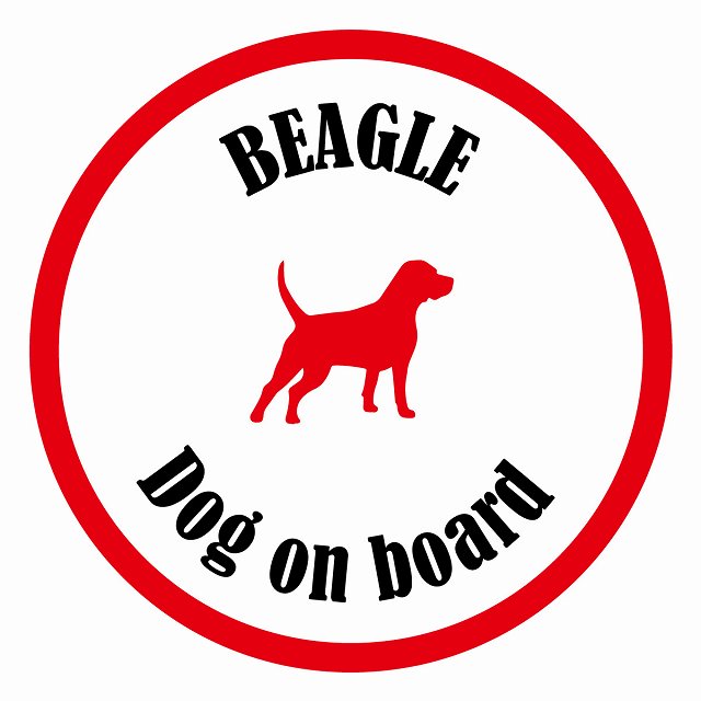 Dog on board カラフル ビーグル ホワイト＆レッド 直径13cm 丸型 シール カーステッカー
