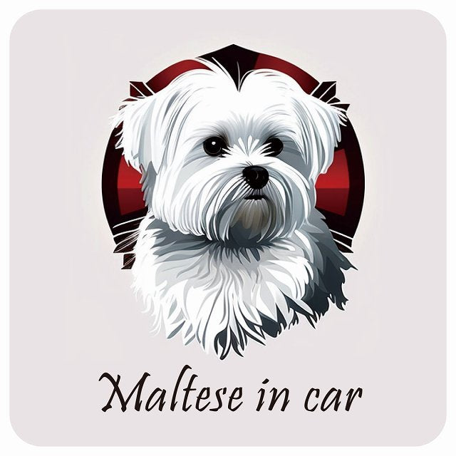 イラスト付 Dog in Car マルチーズ B タイプ ステッカー 正方形 13x13cm シール カーステッカー