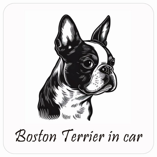 イラスト付 Dog in Car ボストンテリア Aタイプ ステッカー 正方形 13x13cm シール カーステッカー