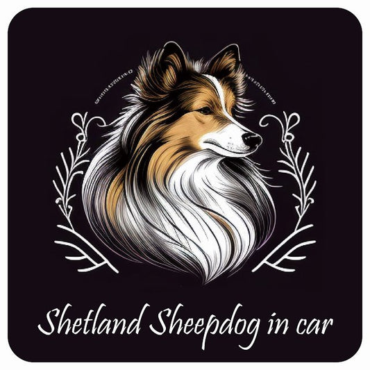 イラスト付 Dog in Car シェットランドシープドッグ Aタイプ ステッカー 正方形 13x13cm シール カーステッカー