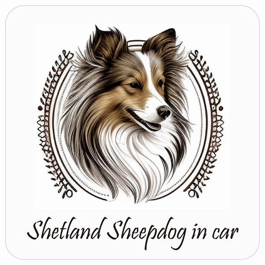 イラスト付 Dog in Car シェットランドシープドッグ B タイプ ステッカー 正方形 13x13cm シール カーステッカー