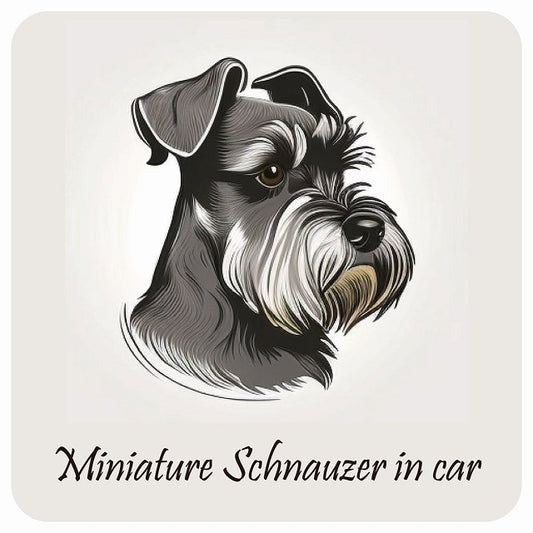 イラスト付 Dog in Car ミニチュアシュナウザー B タイプ ステッカー 正方形 13x13cm シール カーステッカー
