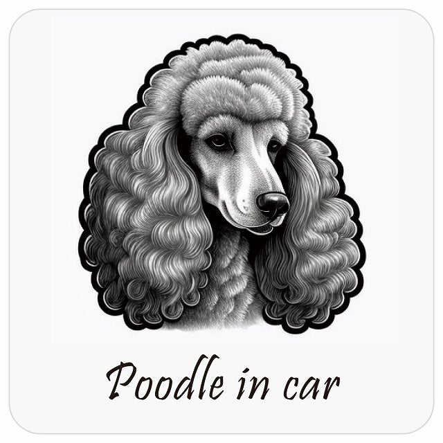 イラスト付 Dog in Car プードル B タイプ ステッカー 正方形 13x13cm シール カーステッカー