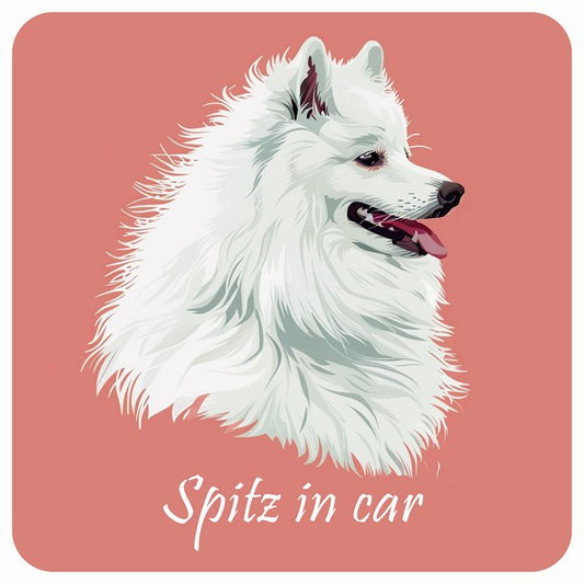 イラスト付 Dog in Car スピッツ Bタイプ ステッカー 正方形 13x13cm シール カーステッカー
