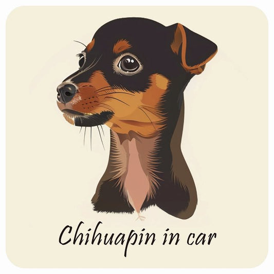 イラスト付 Dog in Car チワピン Aタイプ ステッカー 正方形 13x13cm シール カーステッカー