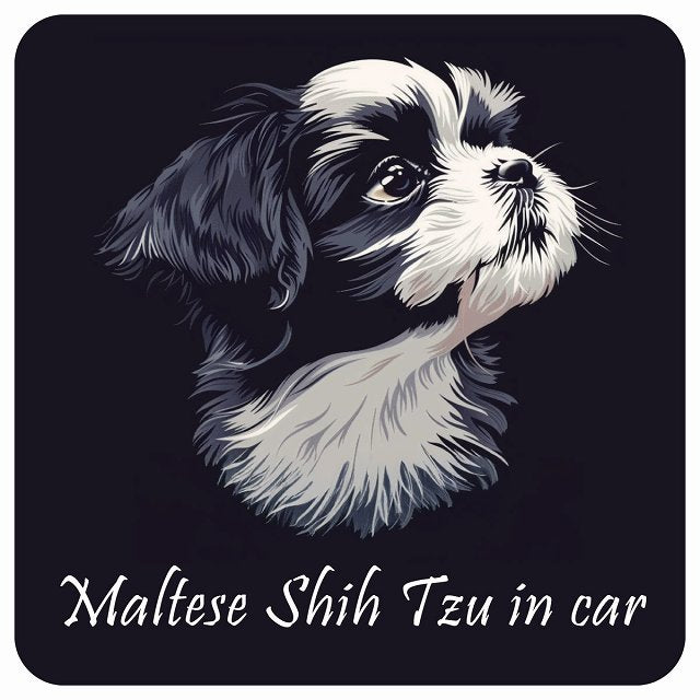 イラスト付 Dog in Car マルシーズー Bタイプ ステッカー 正方形 13x13cm シール カーステッカー