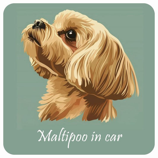 イラスト付 Dog in Car マルプー Aタイプ ステッカー 正方形 13x13cm シール カーステッカー