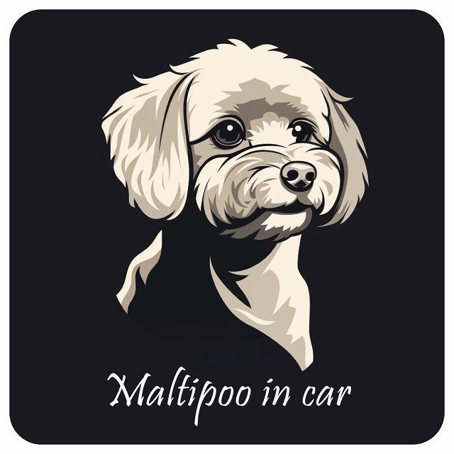 イラスト付 Dog in Car マルプー Bタイプ ステッカー 正方形 13x13cm シール カーステッカー