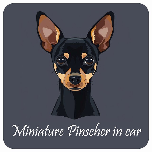 イラスト付 Dog in Car ミニチュアピンシャー Bタイプ ステッカー 正方形 13x13cm シール カーステッカー