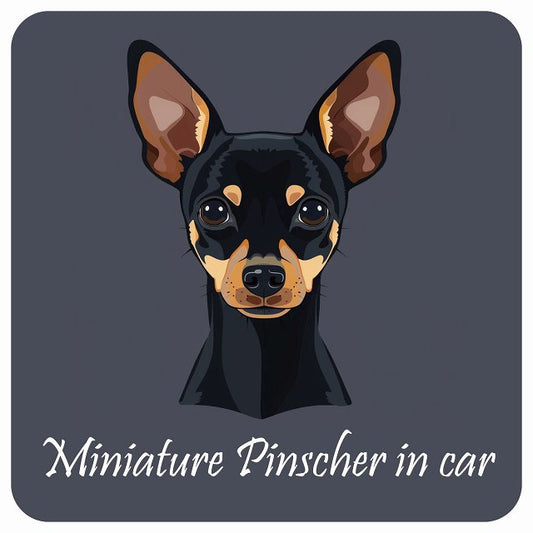 イラスト付 Dog in Car ミニチュアピンシャー Bタイプ ステッカー 正方形 13x13cm シール カーステッカー